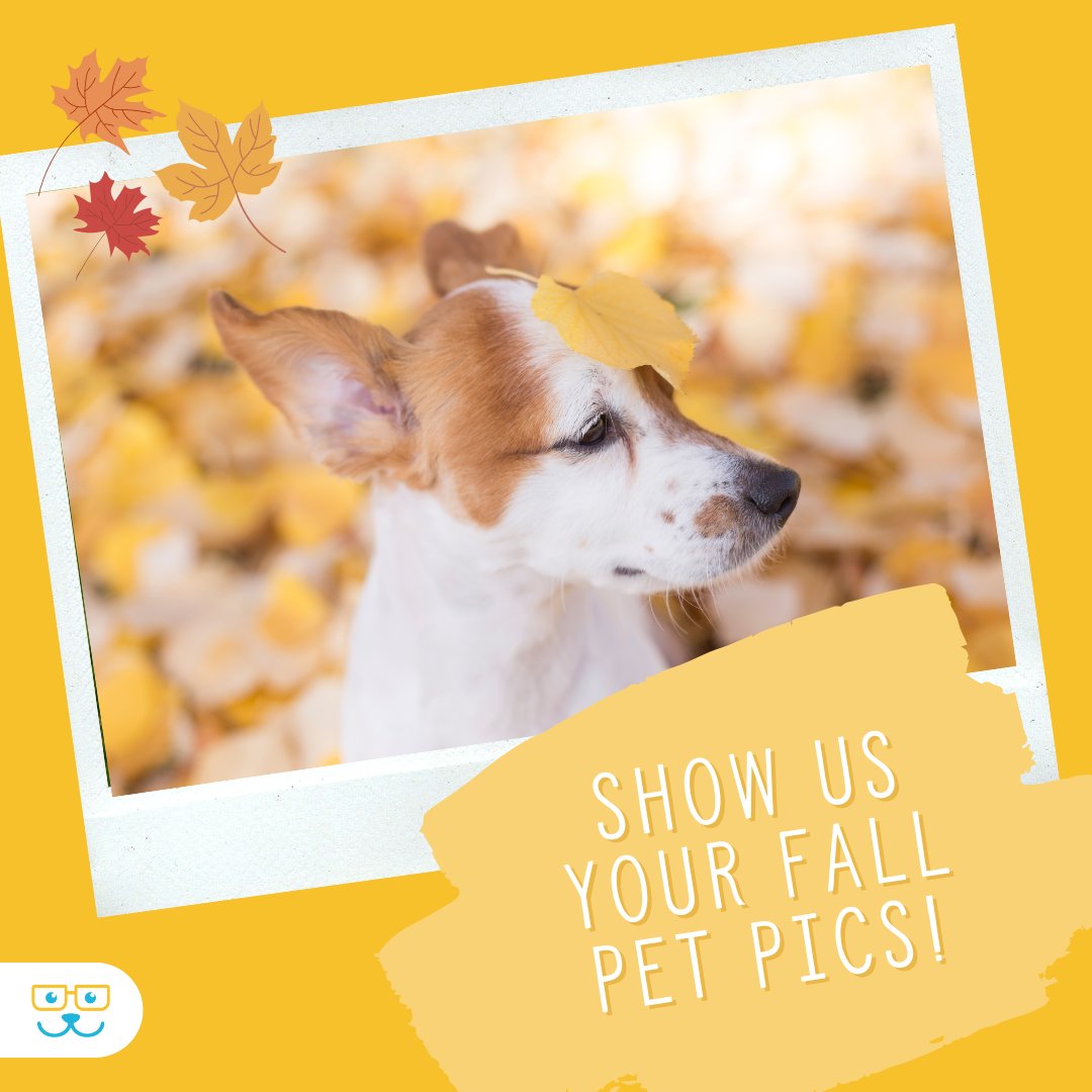 sugar_animal's tweet image. Show us a pic of your pet enjoying the outdoors this fall! #fallfun #sugarriverahgratham #grathampets #sugarriveranimalhospital. #sugarriverah