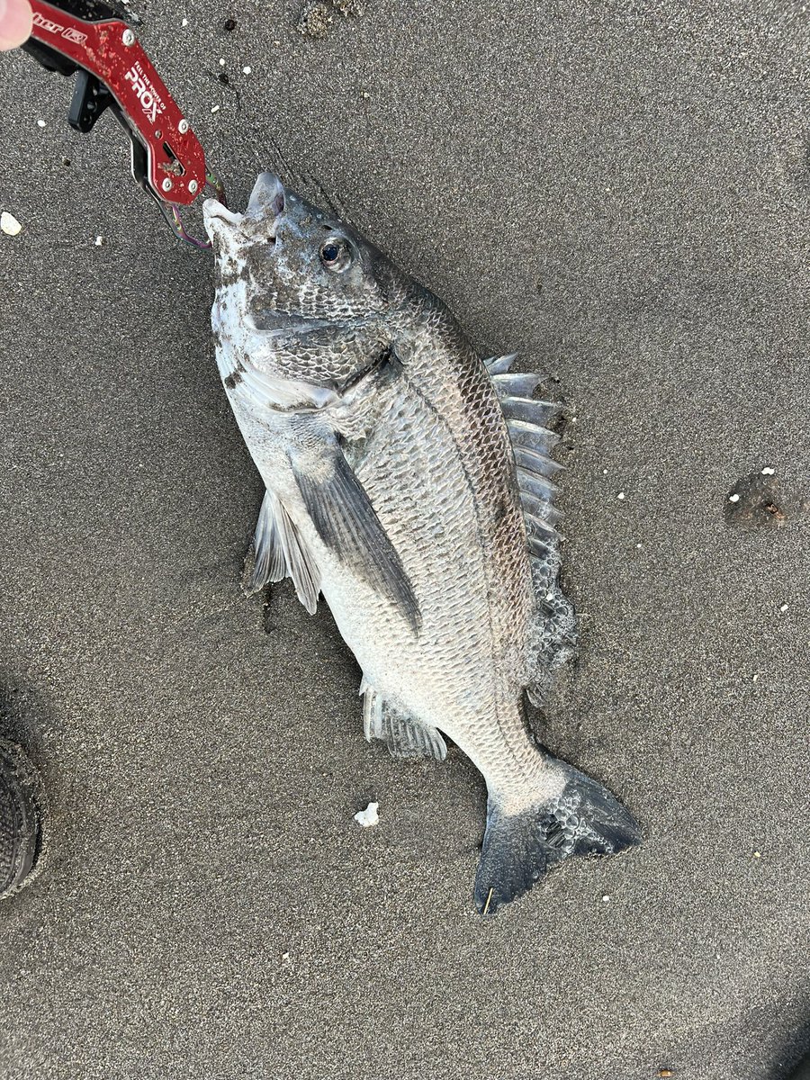 ptm2310's tweet photo. サーフでこいつが釣��た時のガッカリ感は異常
鳥取まで遠征してんのよ https://t.co/fJnt9MhA7B