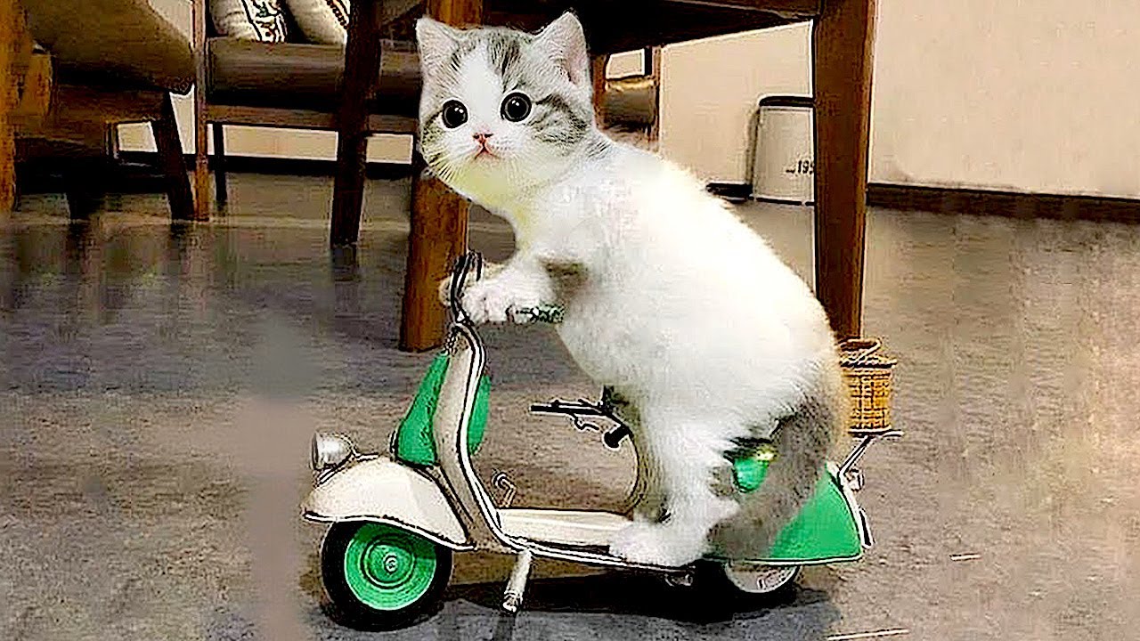 Funny Cats and Dogs Compilation