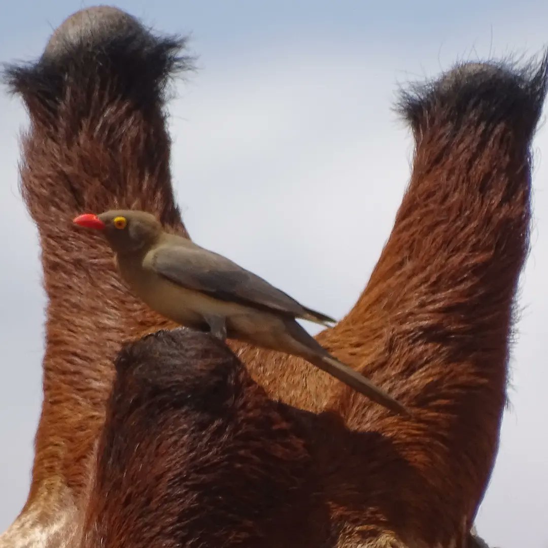 nomad_birder's tweet photo. Red-billed Oxpecker.
#redbilledoxpecker #oxpecker
#birding #BirdsSeenIn2022 #birdwatching #nomadbirder #birdsofkenya #birdsofnortheasternkenya #birdsofgarissa #birdsofwesternsomalia https://t.co/0WqfEcy0Y3