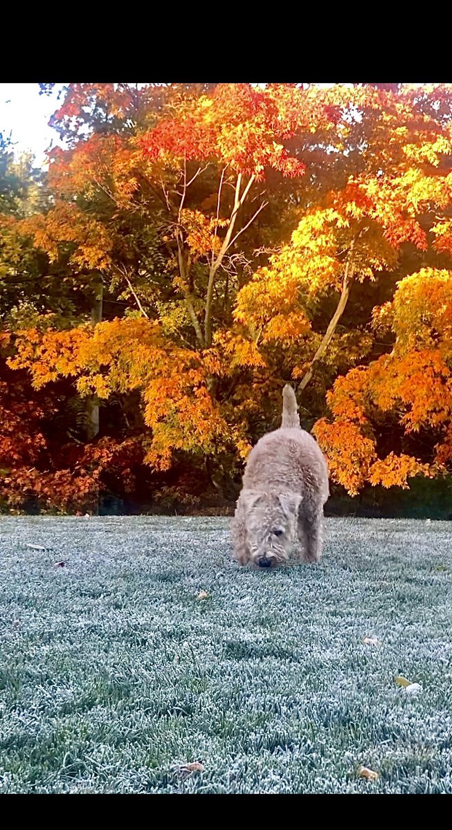 TerrierWheaten's tweet photo. What the heck is this white stuff making my footsies cold?!?  Brrrr! 
#wheatenterrier #dogsoftwitter #firstfrost https://t.co/4O1MzGM0DB