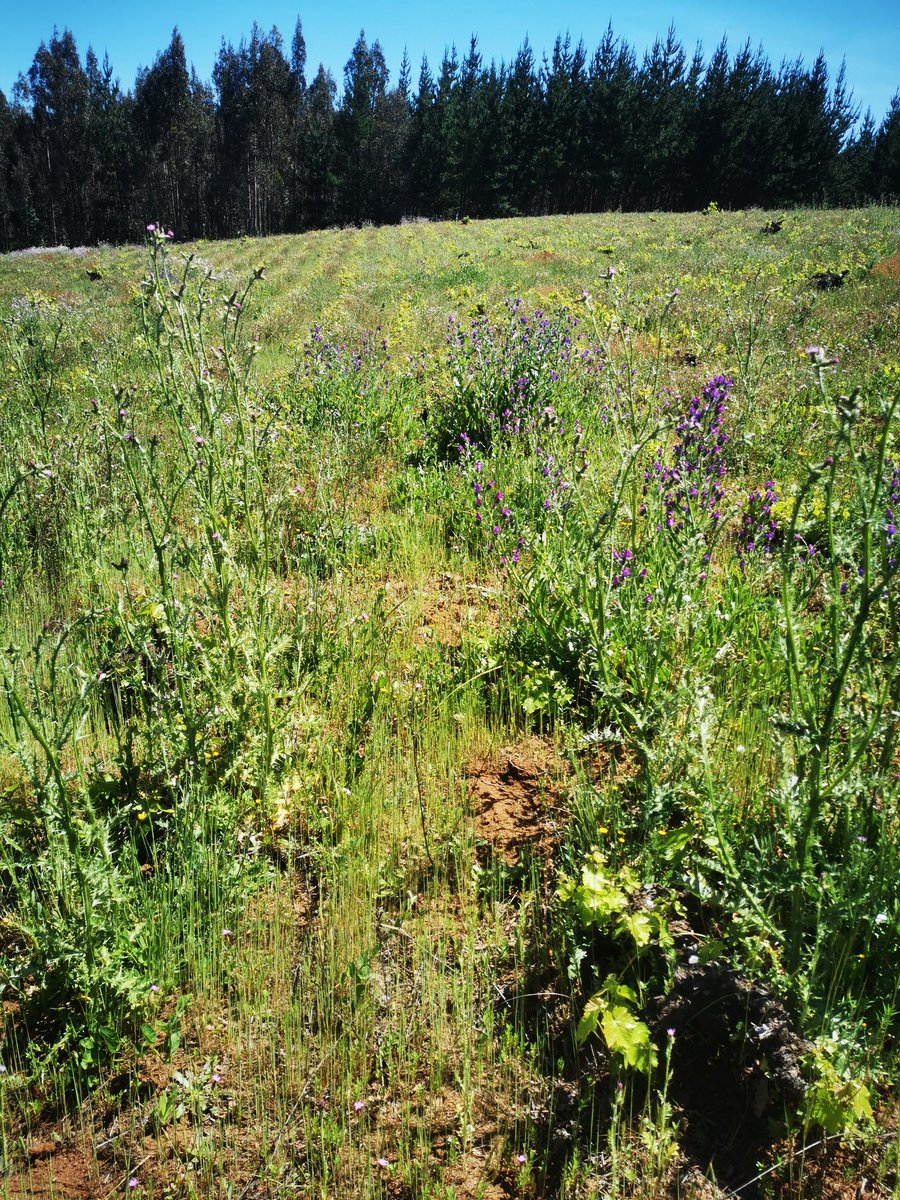 A biggest challenge to our viticultural practices, how we approach carbon sequestration in the soil, the source of energy on our wineries and how in the overall of our practices we are at least thinking on tackling climate change