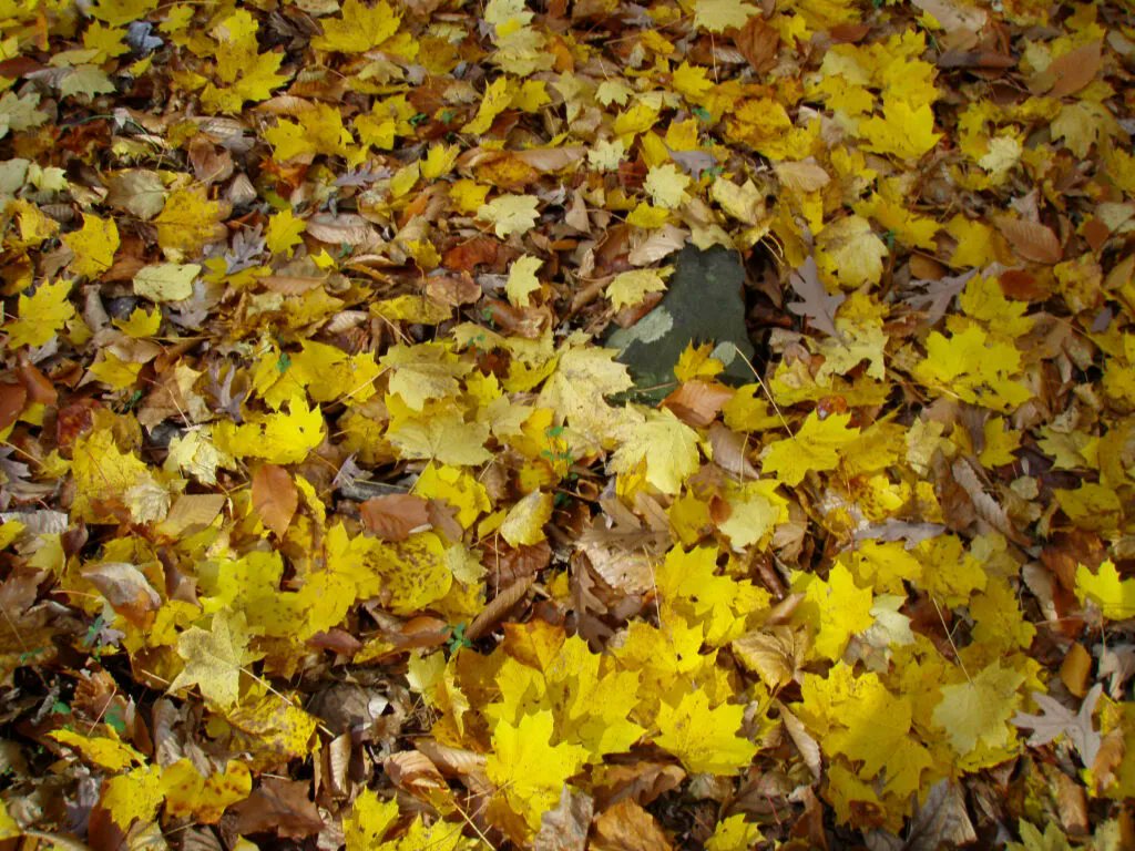 It’s time for the D.C. Department of Public Works annual leaf collection. Here's what you need to know about the new process: bit.ly/3gKeV2s