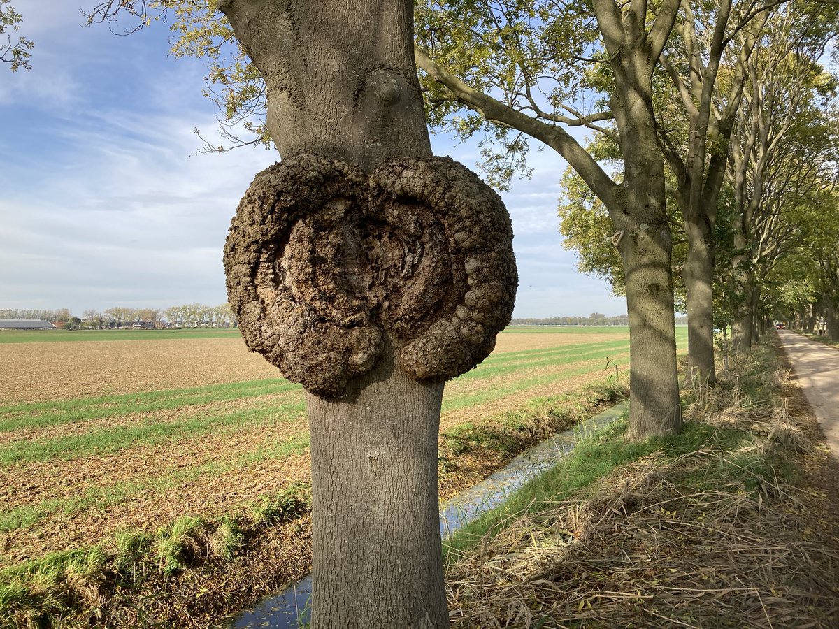 Jan Willems tweet media