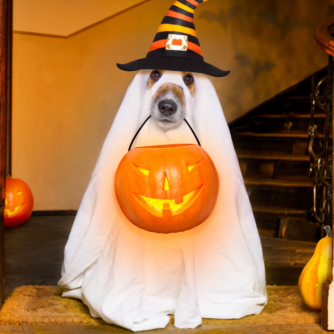swancook2's tweet photo. Dog Wearing a Ghost Halloween Costume
#pets #dogs #halloween #dogcostume #dogsofinstagram

Pet store... https://t.co/hEgVSBFRVl https://t.co/pKlAp5vDwm