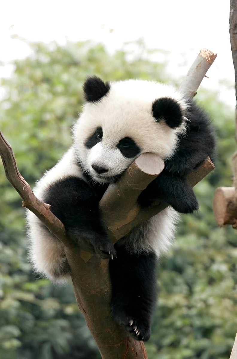 Grimnien's tweet image. China 2022; Giant pandas are no longer classified as 'endangered'. After their population increased by 17% in a decade, the species is no longer at risk of extinction. Expanding the panda's natural habitat has resulted in the giant panda population growing to 1,800 in the wild.