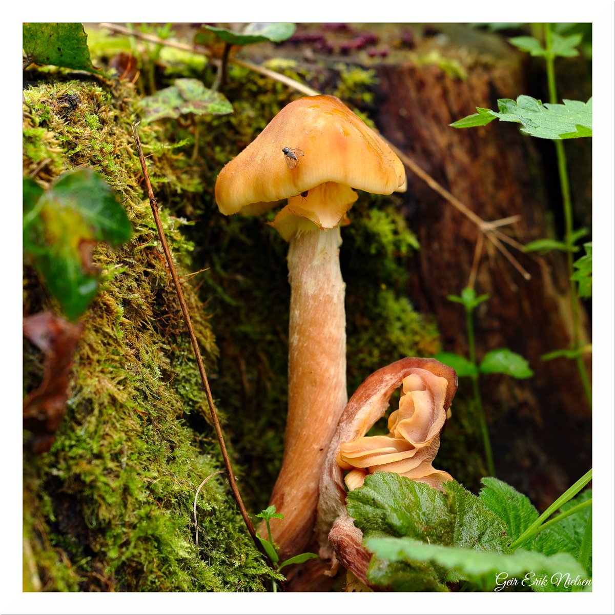 Geir Erik Nielsen tweet media