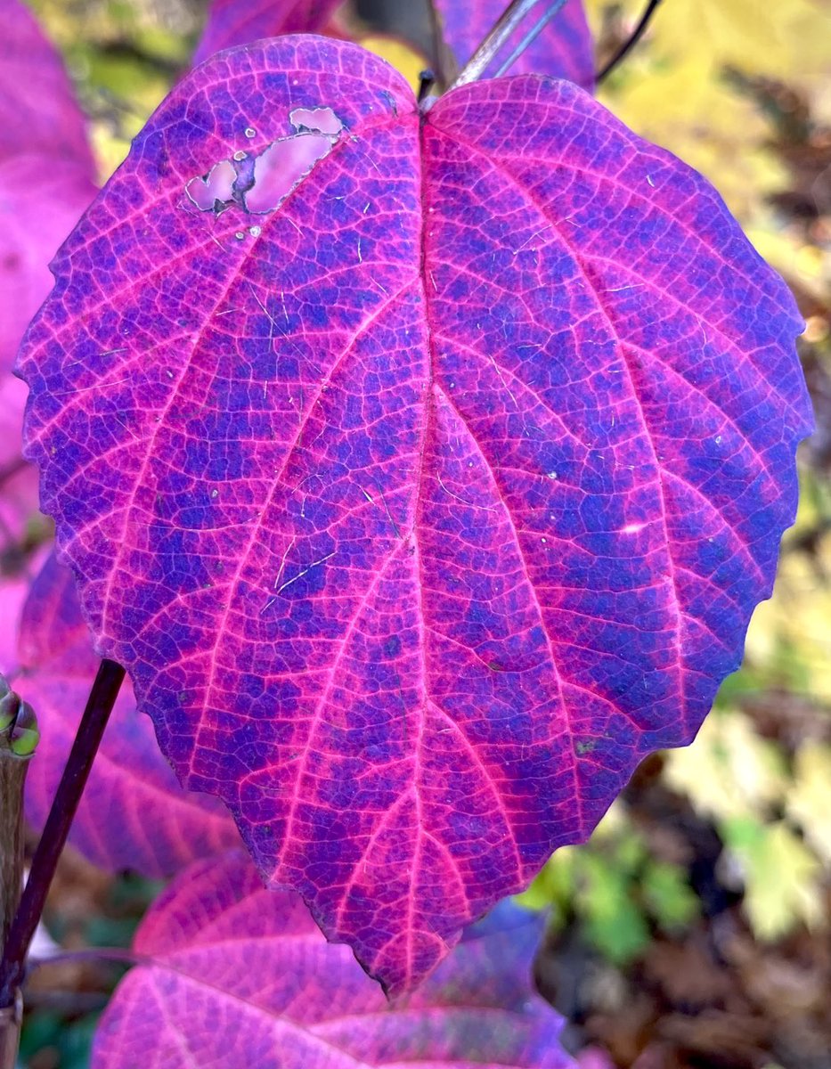 Amazing how a relatively inconspicuous understory shrub like Maple-Leaved #Viburnum (V. acerifolium) goes *next level* with fall color and #anthocyanin production before leaf drop. Plants on sunny forest edges turn dazzling shades of pink, purple &amp; lavender blue - wow!