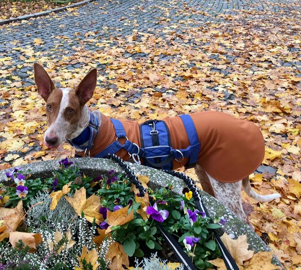 #autumn_ears #autumn_dogs #autumn_beauties