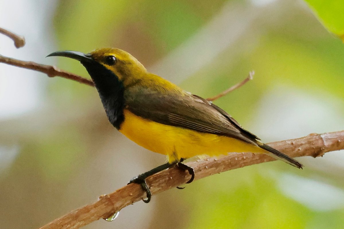 #BirdsSeenIn2022 A common, widely-ranged bird from the Andamans to the Solomons is the Olive-backed Sunbird (Cinnyris jugularis). Common in Solomons community forest gardens, this is the handsome male. <a href="/Britnatureguide/">The British Nature Guide</a> <a href="/birdsoftheworld/">Birds of The World: The Cornell Lab</a> <a href="/Pacific_Birds/">Pacific Birds</a> #solomonislands
