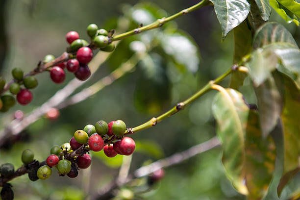 Mubugabiocoffee ☕️ #sundaycoffee

#rwanda #rwandacoffee #coffeebean #rwandaupdates #mubugabiocoffee #CoffeeTime