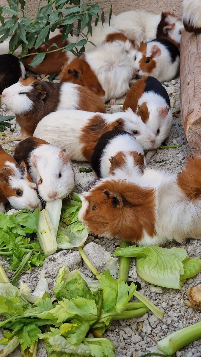 AlmaSantuario's tweet photo. ⚠️Muy urgente⚠️
Peleas, estrés, falta de alimento y pariendo sin parar.

Macrorescate de 40 cobayas en una situación lamentable.

Mira todas las fotos 💔. https://t.co/bJ03Fxntgm
