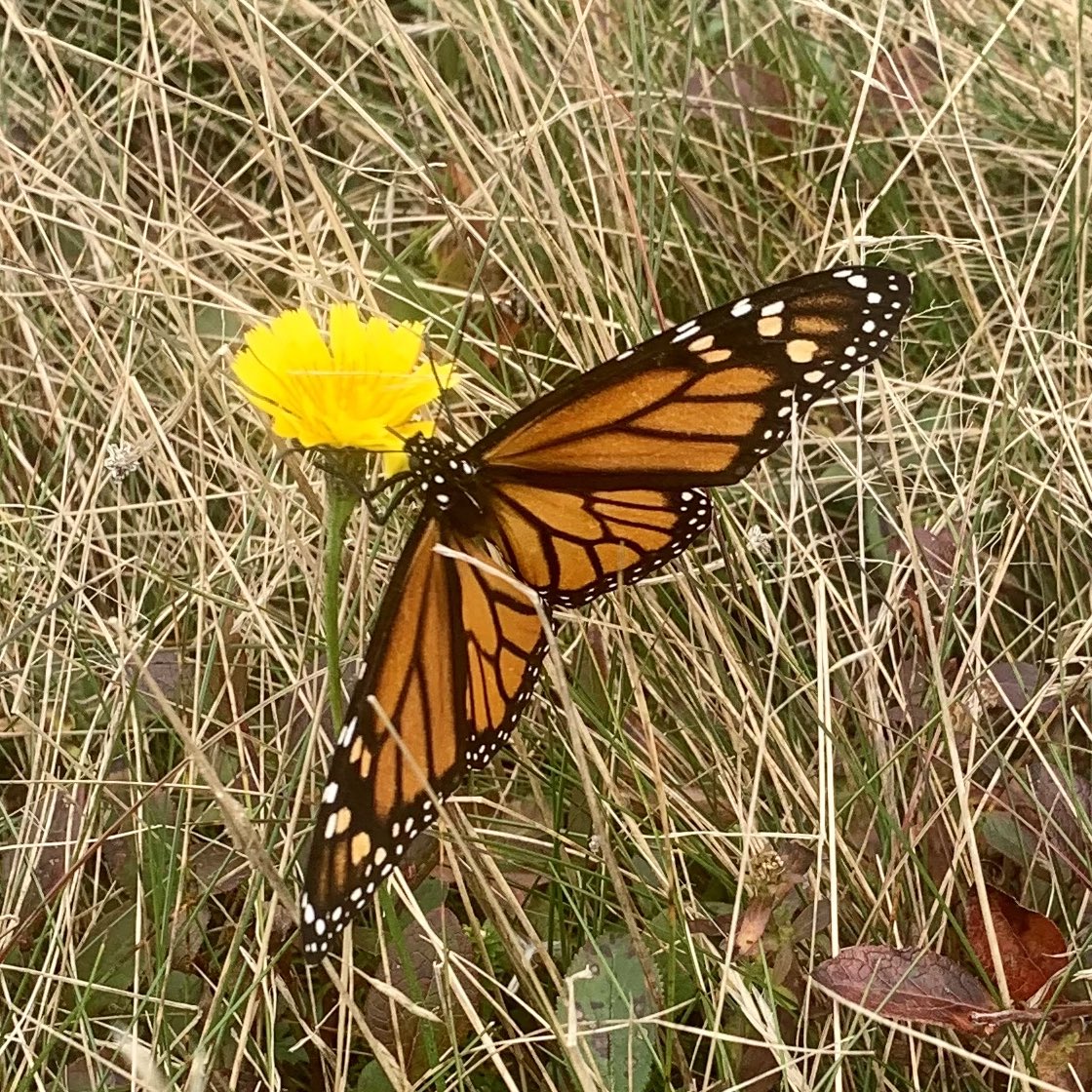 NikiJabbour's tweet photo. Brother-in-law spotted this late season monarch a few days ago. One of the reasons it’s so important to plant autumn bloomers like goldenrod and asters to fuel their journey. 🌱 https://t.co/3RWwfkPvYm