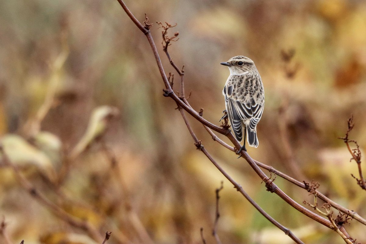 Saxicola dubius at Marsden, Durham. @BirdGuides @teesbirds1