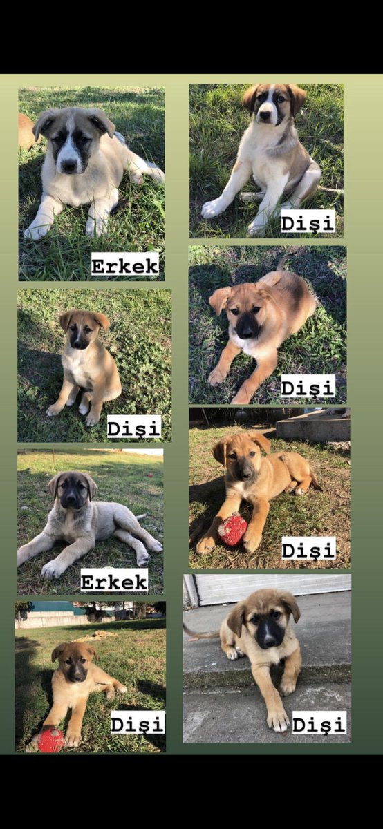 Candan kardeşler 🐾❗️Yuva Arıyorlar❗️🐾 3 aylık Cancan lar sağlıklılar,aşıları yapıldı.İstanbul içi sahiplendirilecekler.       İrtibat:0505 876 36 04  0535 037 02 02 @lbr2016 @Huysuzihtiyarr @hayvandostlar1 @HadAdalet @evsiz_hayvanlar @IstanbulDer @SilvianaSilvia1 @patisatinalma