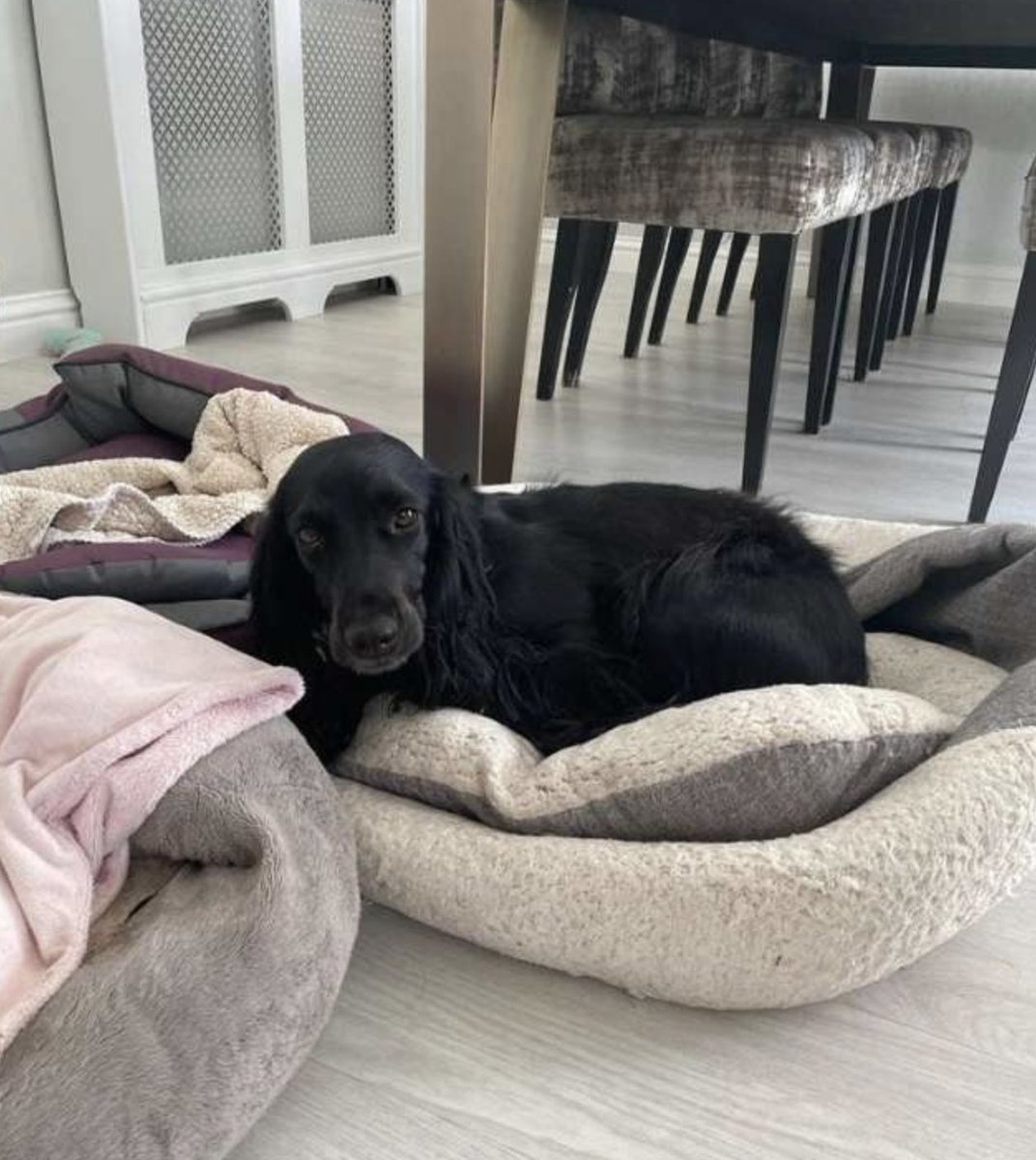 HouseSitMatch's tweet photo. URGENT #dogsitting opportunity in Buckinghamshire π¬π§
31st Oct-14th Nov (flexible!)
#Petsitting 2 dogs in this stunning 5-bed detached house on 1/2 acre & South facing garden πͺ΄
Click to link to apply today with #HouseSitMatch: https://t.co/HGNMZExdAx
#trustedpetsitters #dogsit https://t.co/JJ0Zg7bsrD