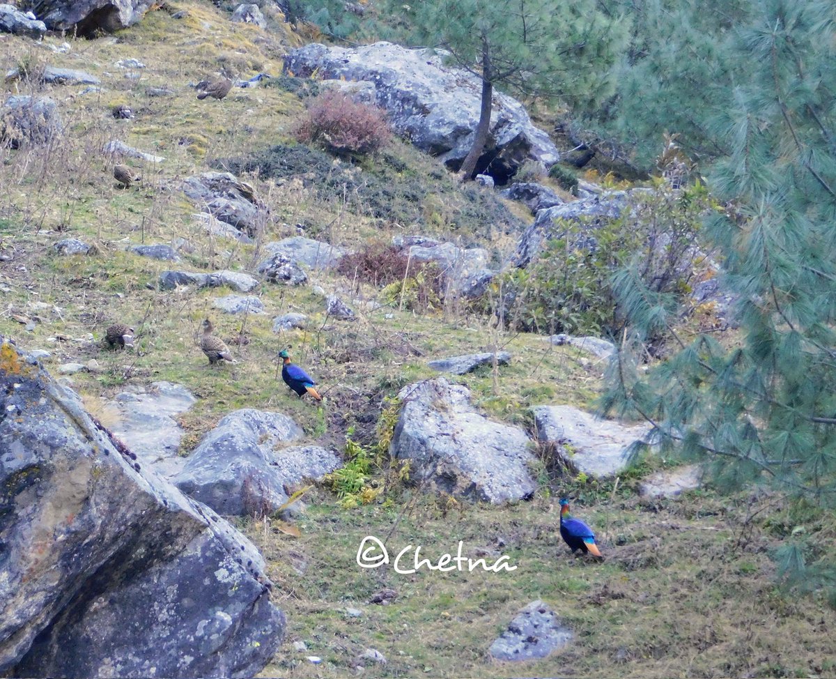 5 females + 2 males
#Monal
#RoadsidePhotography
#BadrinathHighway
#30Oct2022