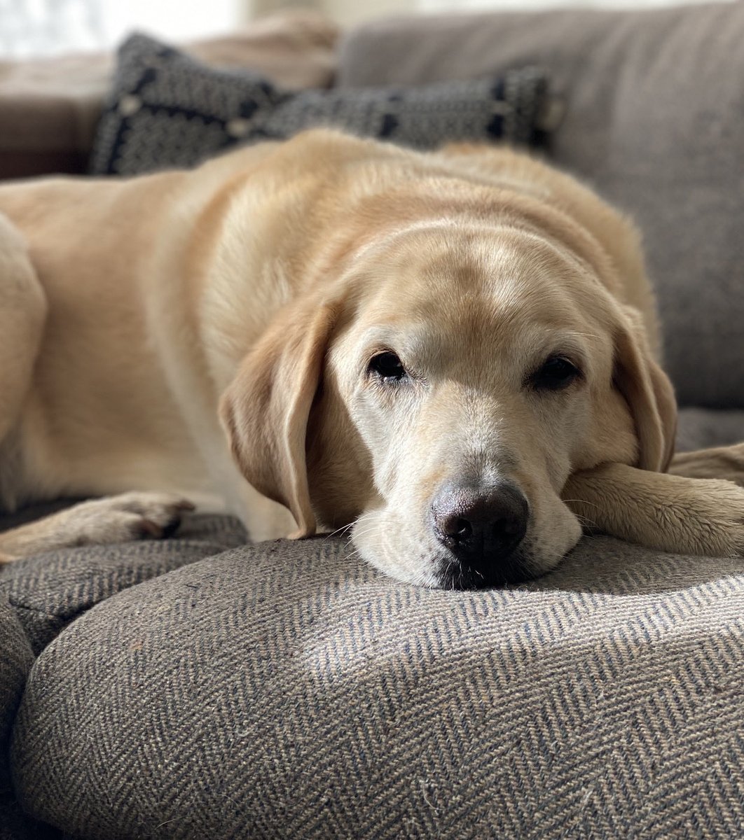 My boy Maxwell. 15 in May.