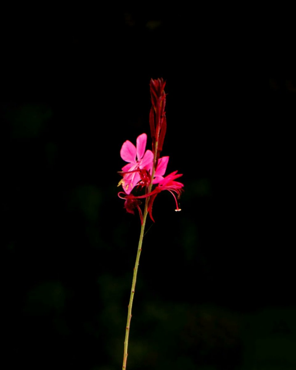alberto75251953's tweet photo. Mi flor de otoño.
#MiFlor https://t.co/nOwnh09TZb