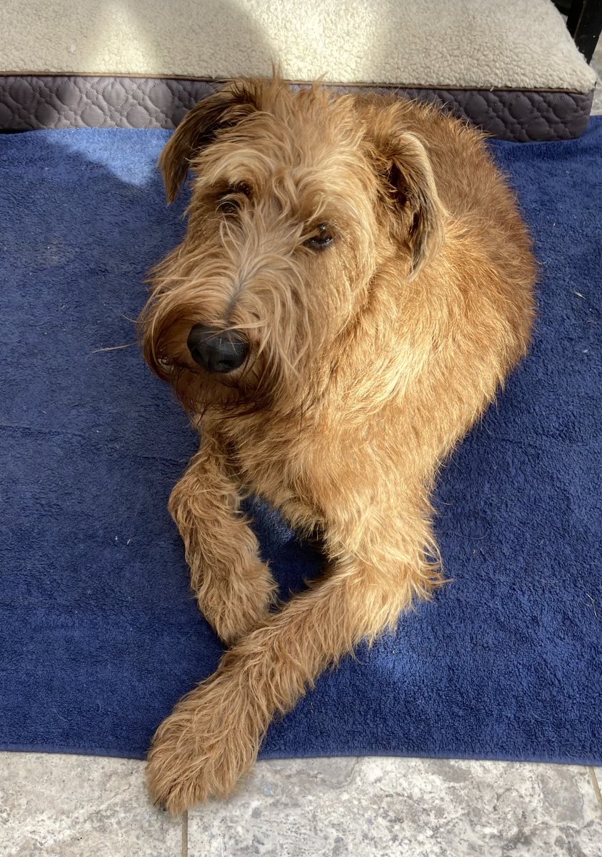 A bit embarrassing — when I took my Irish terrier Cody to church this morning he yodelled along with the hymns and the sermon. The vicar was very forgiving afterwards: ‘We do say “Make a joyful noise unto the Lord”, and we don’t specify what sort of noise.’
