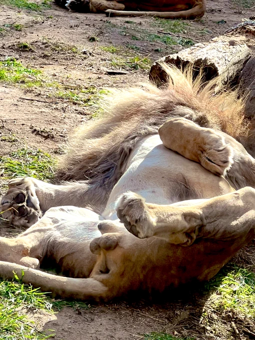 動物園行ってきたんだけど、とってもセクシーなさんがおりました 