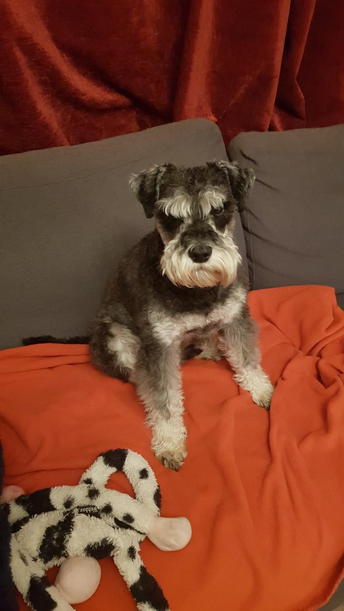 YCountiesMS's tweet photo. can everyone please keep a look out for my miniature schnauzer, Giz 

he was taking me for a walk and then he just ran off into traffic. i didnt know he was angry; he always looks like that

please come home giz, i promise to stop talking to myself

#lostdog #SharedMiddlesborough https://t.co/lHMPzDFsYb