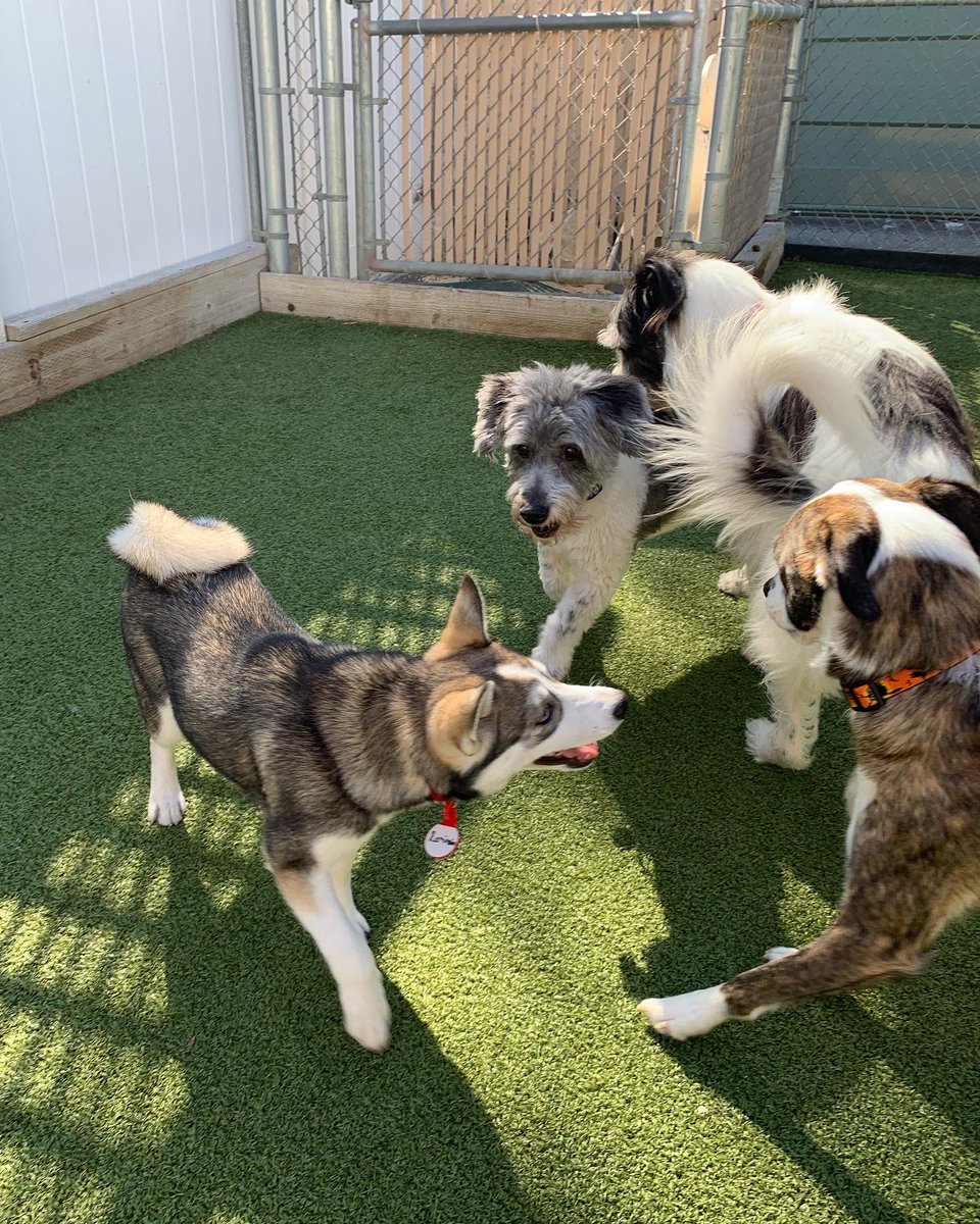 CampBowWowSC's tweet photo. Causing mayhem at Camp! 🤣🥰
#happycampers #happydogs #doglife #dogsatplay #dogs #doglove #doglovers #sanclemente #orangecounty #lagunabeach #danapoint #dogsofinstagram #dogsofinstaworld #dogsofinsta #DogsOnTwitter https://t.co/wsy3PDQx8k