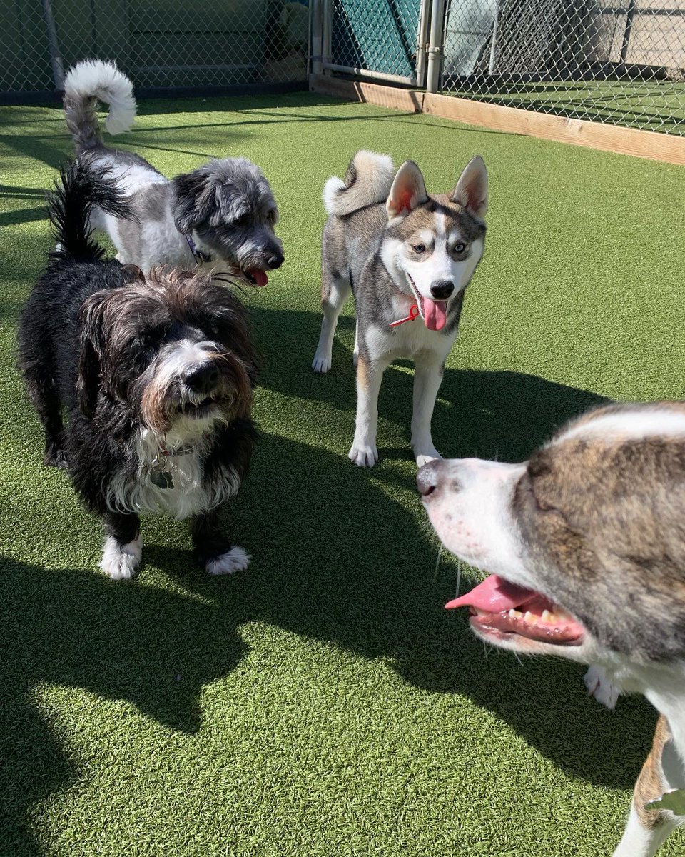 CampBowWowSC's tweet photo. Causing mayhem at Camp! 🤣🥰
#happycampers #happydogs #doglife #dogsatplay #dogs #doglove #doglovers #sanclemente #orangecounty #lagunabeach #danapoint #dogsofinstagram #dogsofinstaworld #dogsofinsta #DogsOnTwitter https://t.co/wsy3PDQx8k