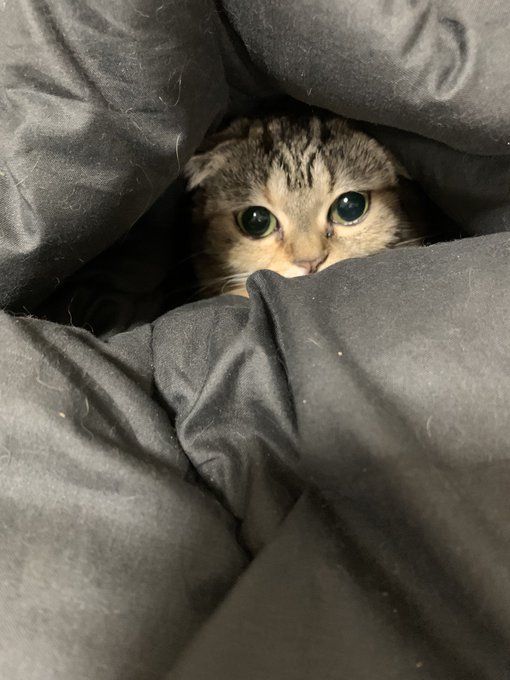 これはITの真似をしている我が家のネコ( 'Д` )( ΦωΦ )ハァイジョージィィィ 