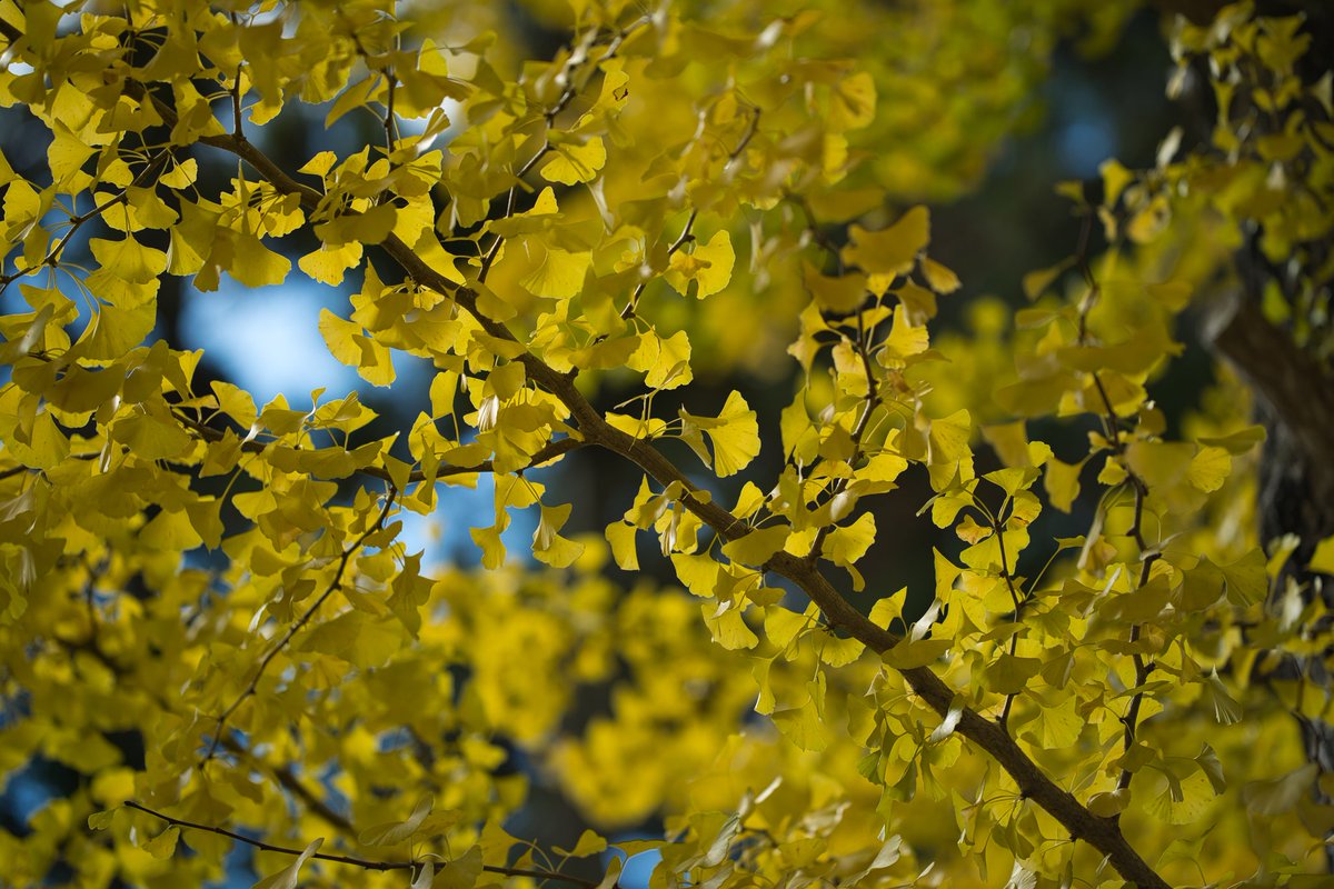 kazdon5963's tweet photo. 昨日は紅葉の写真を撮りに高野山へ。もみじはいい感じだったけど銀杏はあと一息な感じでした。やはりC-PLフィルターは必須だな。 https://t.co/nd9HRJeTBA
