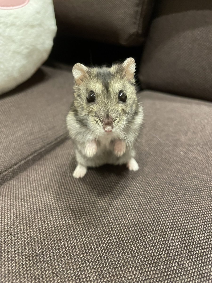 alfred_arthur's tweet image. うちのハムスターを見てくれ  #にゃこ  #ハムスター
