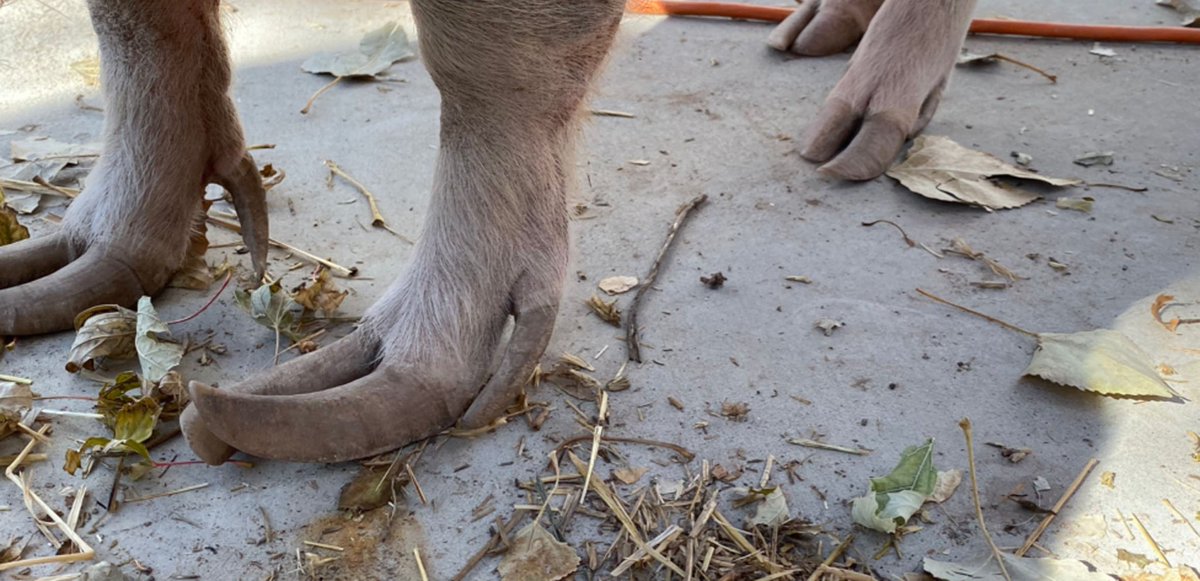 1/4 A merciless industry neglects the growing feet of the few pigs that survive beyond 5 months - although their slaughter is only suspended until their exhausted bodies have produced litter after litter, by which time their poor feet can look like this. Please read on ...