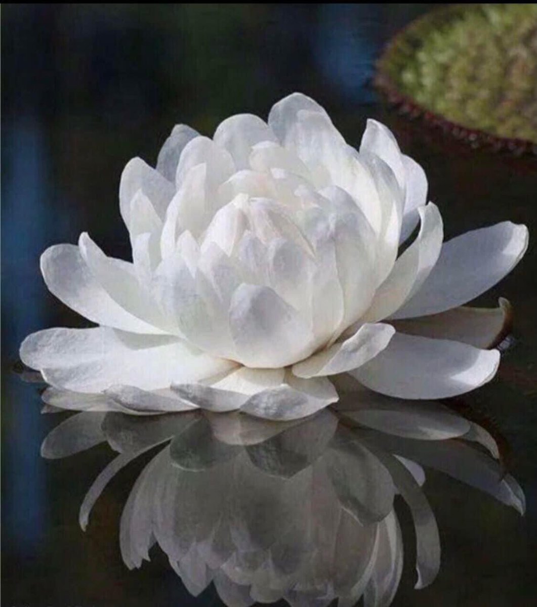 Lisa Son (@lisakimson) on Twitter photo 