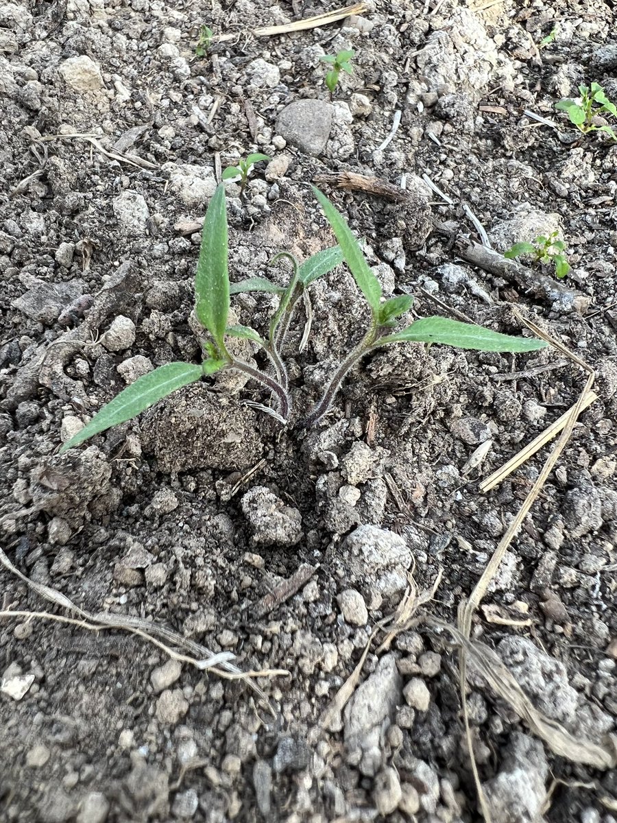 Das verheerende an diesen aktuell so milden Temperaturen ist die Tatsache das nun Samen keimen die erst 2023 hätten keimen sollen. Insbesondere Wildblumen und Futterpflanzen für Insekten. Das kann 2023 zu einem weiteren dramatischen Schwund an Futterquellen sorgen.