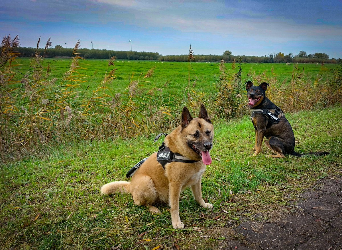 MAlblasserwaard's tweet photo. Rondje bij #Avelingen is altijd de moeite waard. De natuur ligt er schitterend bij, de temperatuur is perfect en als dan ook nog mijn partner en hondenvrienden Borko en Nano erbij zijn, dan voel ik me gezegend mens 🙏🏻❤️ https://t.co/a4WF0S2OxD