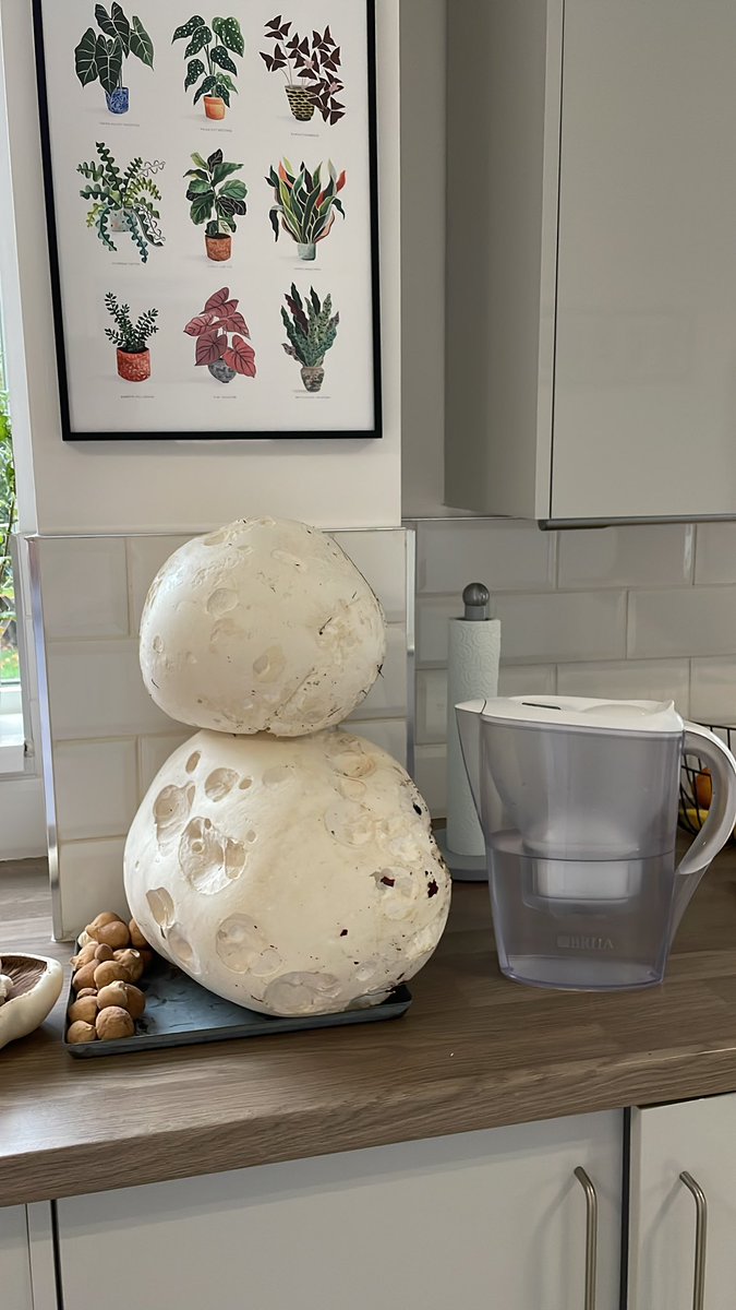 BethRoseM's tweet photo. Water filter and husband for scale @WildFoodUK https://t.co/FqJfclbSkL