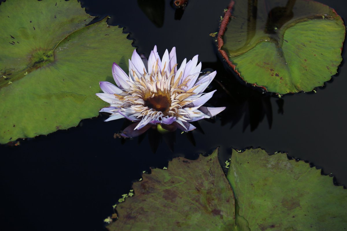 AmThrivingAfter's tweet photo. And a #zenmoment to end the postings for tonight... 
#natureheals #inspiration #photography #natureRX https://t.co/LacdeU66Jf