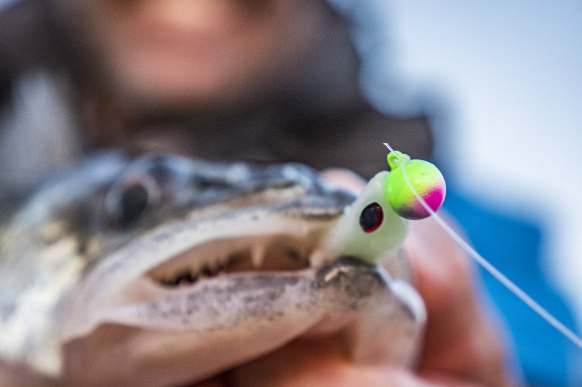 The Berkley PowerBait Ripple Shad has a unique segmented body for more vibration and swimming action paired with a jig.  Who loves casting jigs and plastics in the cold water?
#berkleyfishing #RippleShad #fallfishing #thenextbitetv #fishing #powerbait #fallfishing #fish