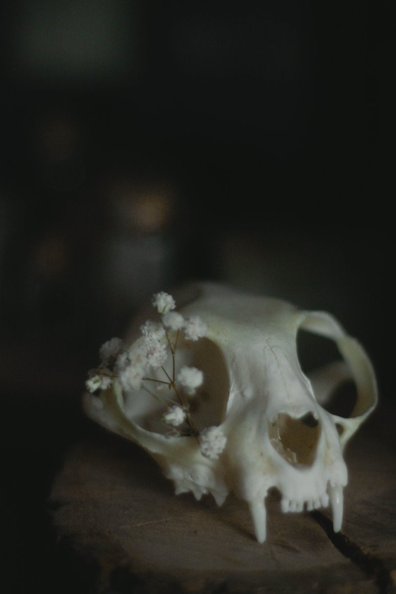 saltus_art's tweet image. Wow, thank you so much @CndnStrpr for grabbing one copy of &quot;Still here&quot;

Your gallery and your vision are so beautiful that I cannot describe in words how nice it is to become a part of your collection :o

only 6 ed left