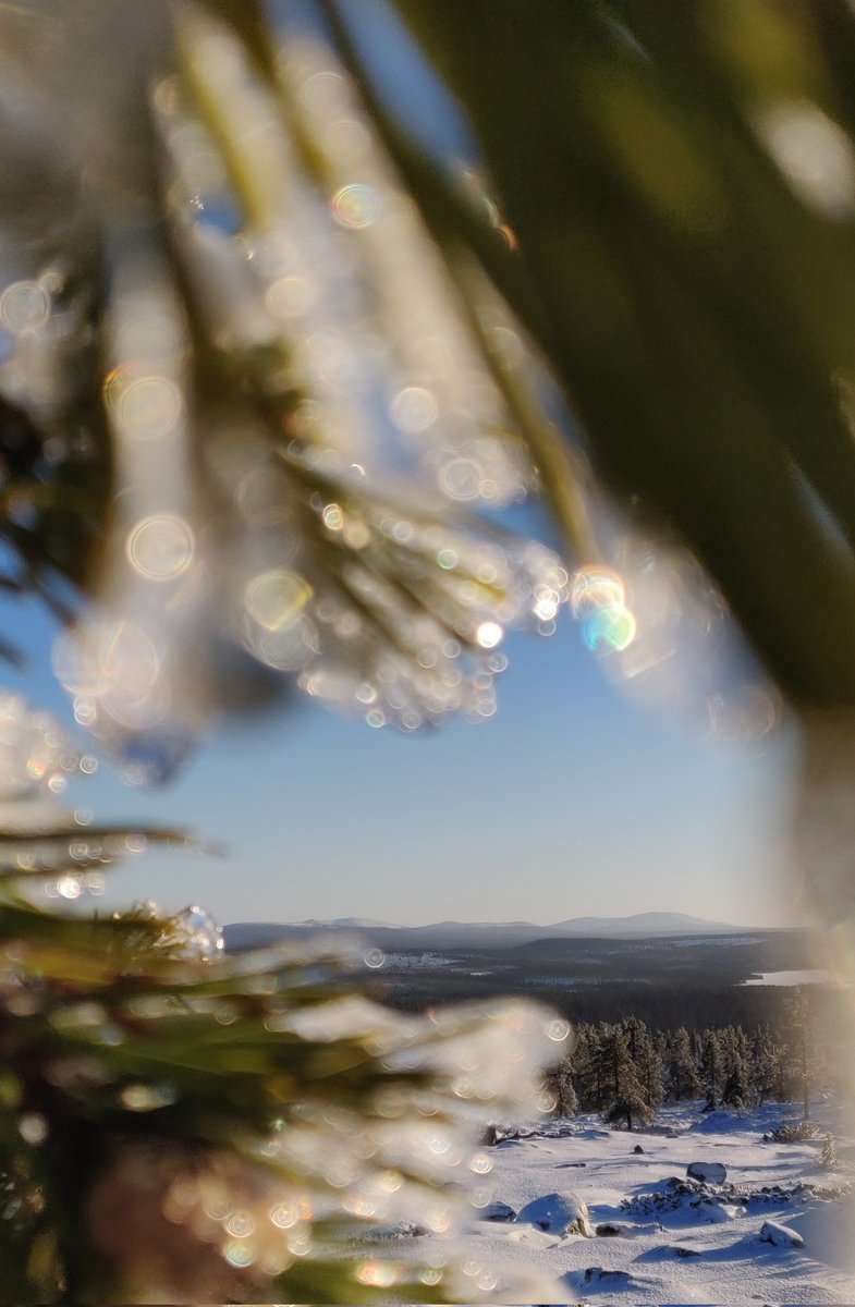 Ylläs from Särkitunturi, Muonio. 
#Lapland #Lappi