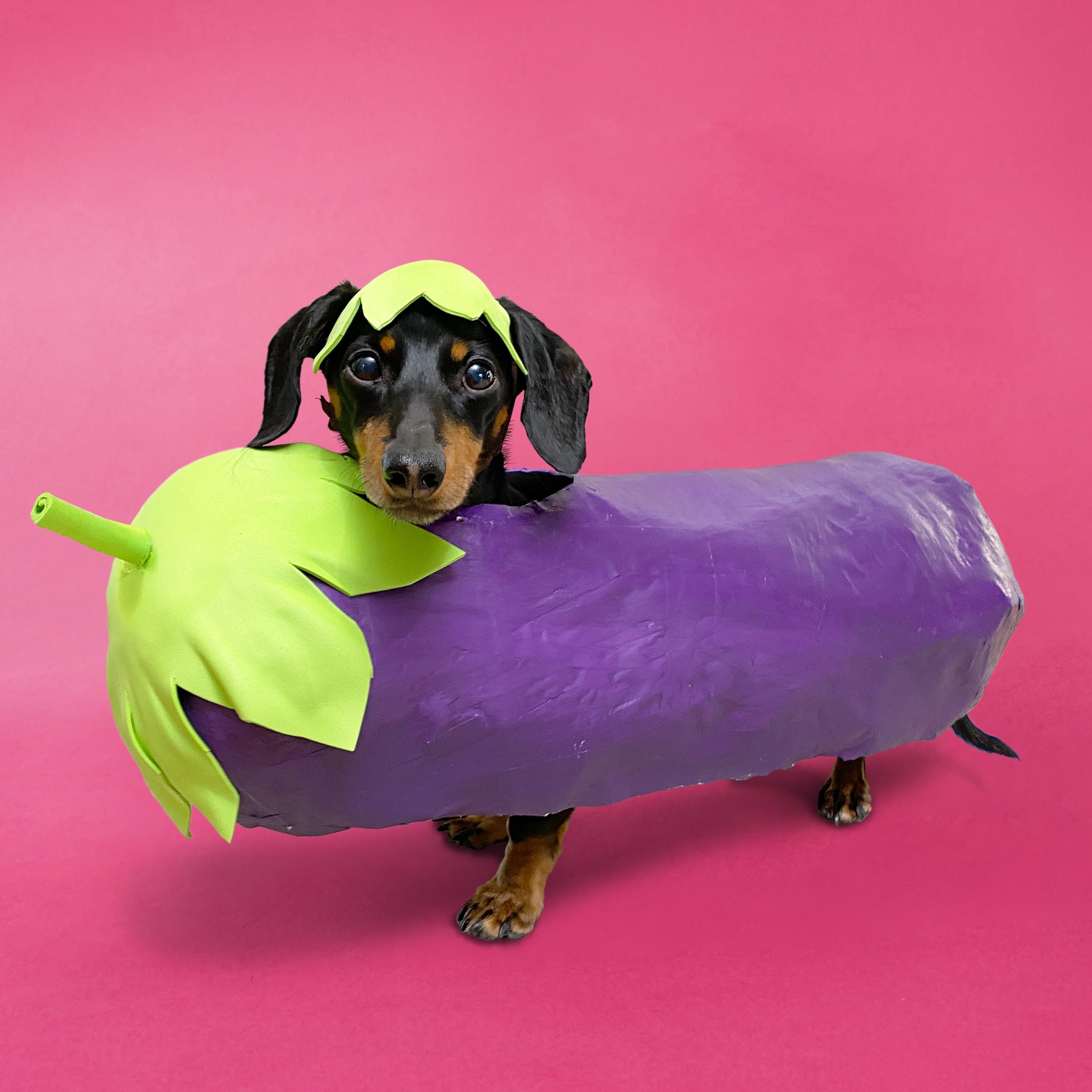 Crusoe the Dachshund on X One of my favorite costumes. and one of Mum s favorite emojis joke reference from Oakley s cooking episode Halloween2022 costumes https t jN9hpNnClk X