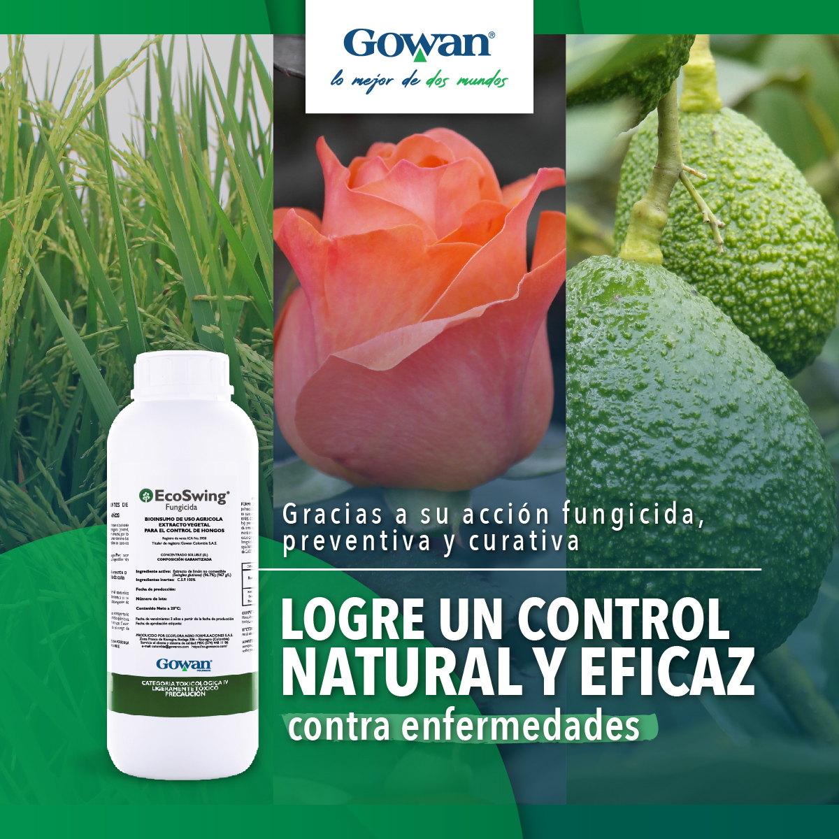 GowanColombia's tweet photo. EcoSwing es ideal para prevenir la aparición de síntomas de enfermedades de una amplia variedad de hongos y para el control de los síntomas de oídios y mildeos polvosos en primeros estados de desarrollo.
#Gowan #GowanColombia #Ecoflora #LoMejorDeDosMundos #EcoSwing https://t.co/eFTzoyF41W