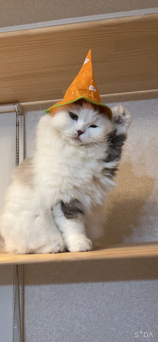 rupi_3_10's tweet photo. ハロウィン🎃👻

#スコティッシュ
#猫のいる暮らし
#猫好きさんと繋がりたい
#ハロウィン https://t.co/fEJbsFaw1D
