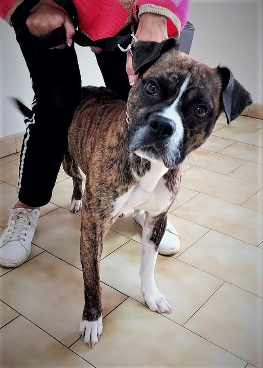 DelavegaPepita's tweet photo. 🚨🚨 URGENCE FAMILLE D'ACC : SORTIR DE FOURRIERE  🚨
ROBIN  18 mois  X boxer très joueur, sociable 🐱? ⛔️ jeunes enfants trop brusque
pas de ♂️ par précaution 
sera castré, vacciné
ASSOCIATION BOXER ADOPTE = BONHEUR ASSURE 
📩boxercoeurtendre@gmail.com
#Occitanie #Herault #DPT34 https://t.co/myW5jxM60O