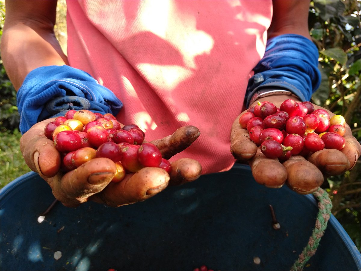 ☕️🍒✅️ Estas manos representan un esfuerzo enorme que se traduce en calidad. ¡Gracias a los caficultores y recolectores por su trabajo en nuestras montañas cafeteras! #Cafeteros #Risaralda #Café #RisaraldaCafetero #TomoCaféDeRisaralda #PaisajeCulturalCafetero