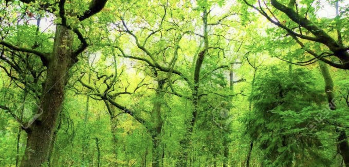 Zakaria82480967's tweet photo. To earn and live a healthy life is here this is a great opportunity.     #TechTrees #TTC $TTC #BSC #BNB #TechTreesCoin
#BinanceTTC https://t.co/ZEbMEkLyKo