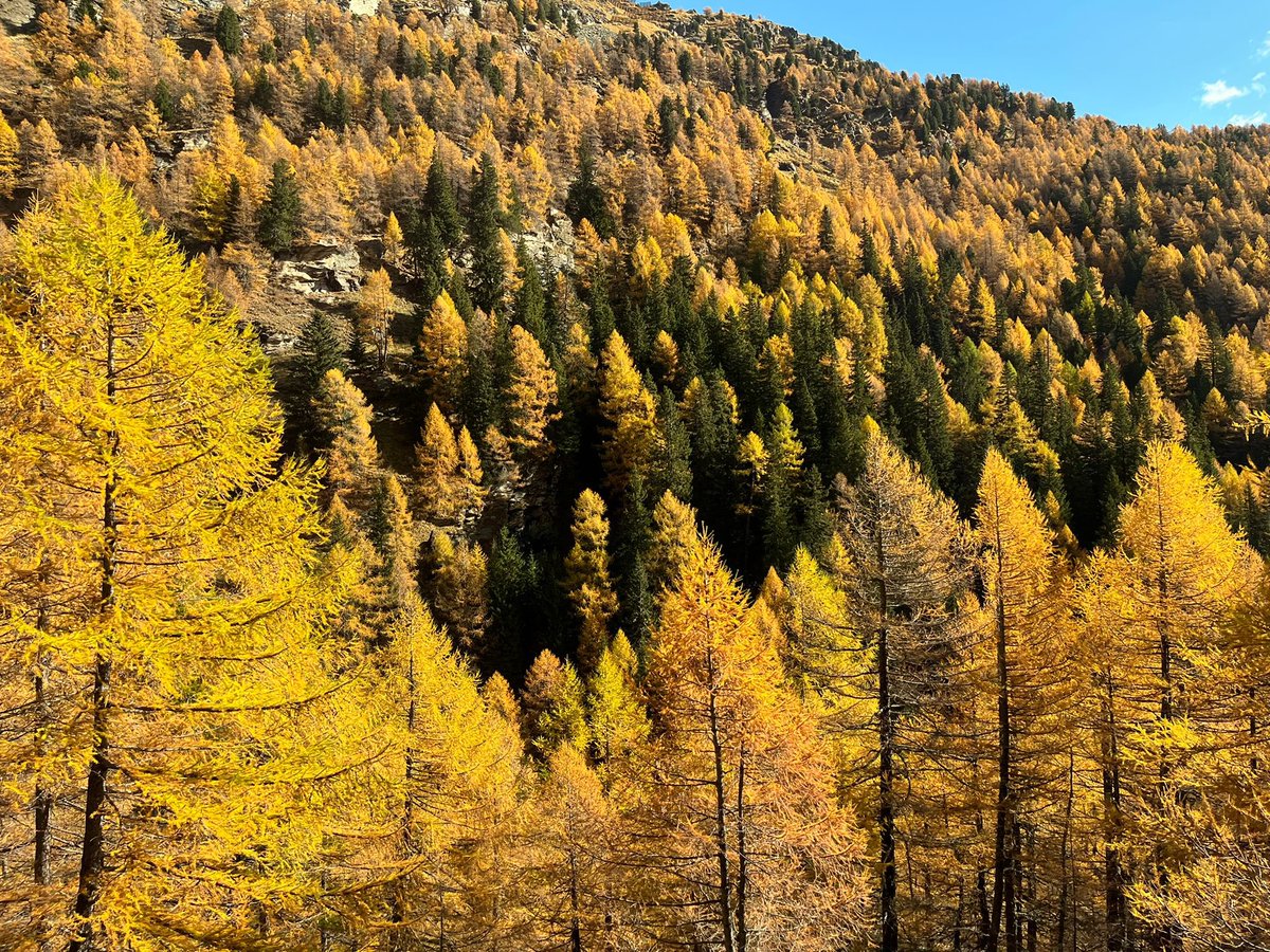 ArminRothenberg's tweet photo. Goldener Herbst am Bernina https://t.co/w6Fcbfxnam