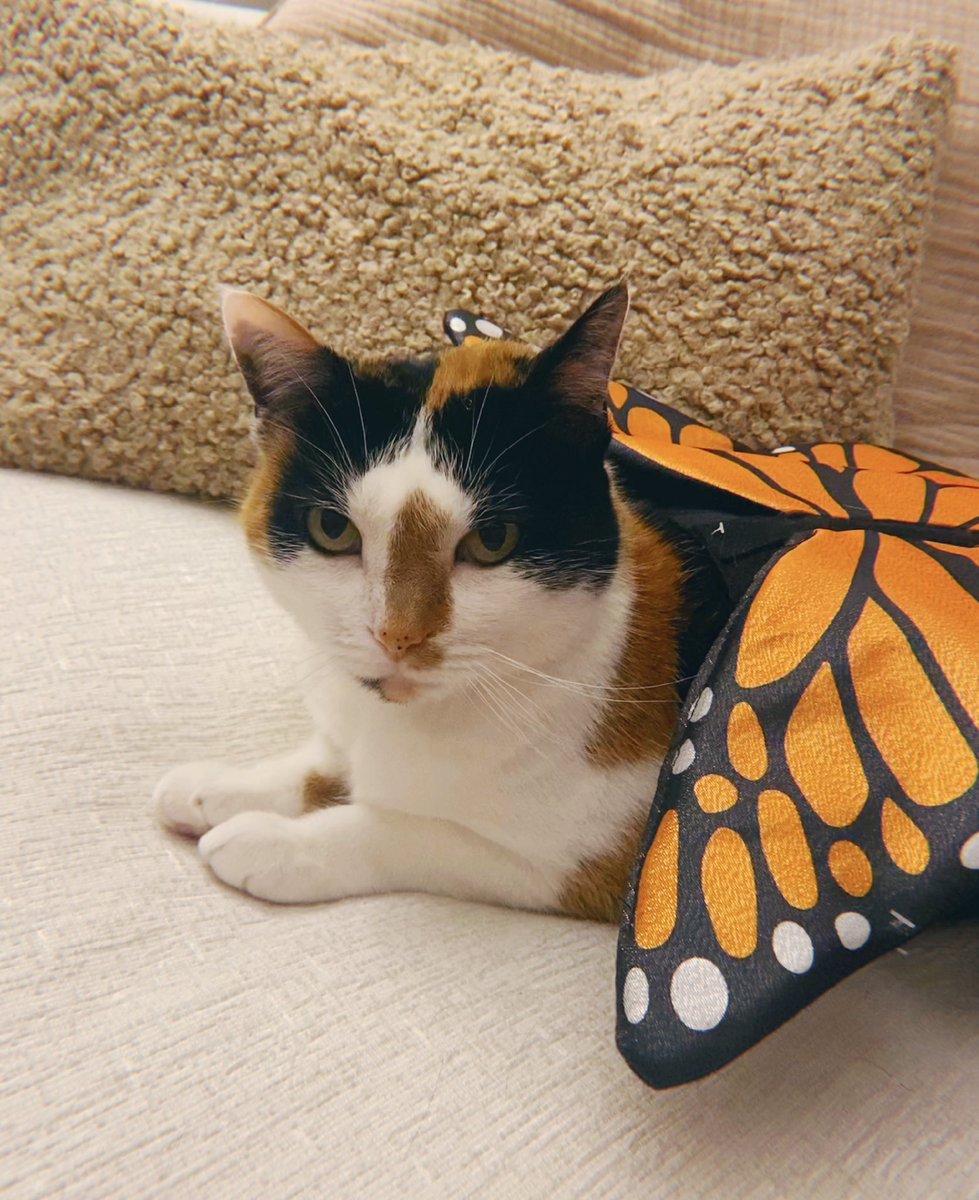 mopacemace's tweet photo. happy meowoween 🦋 https://t.co/d8XLM8jKia