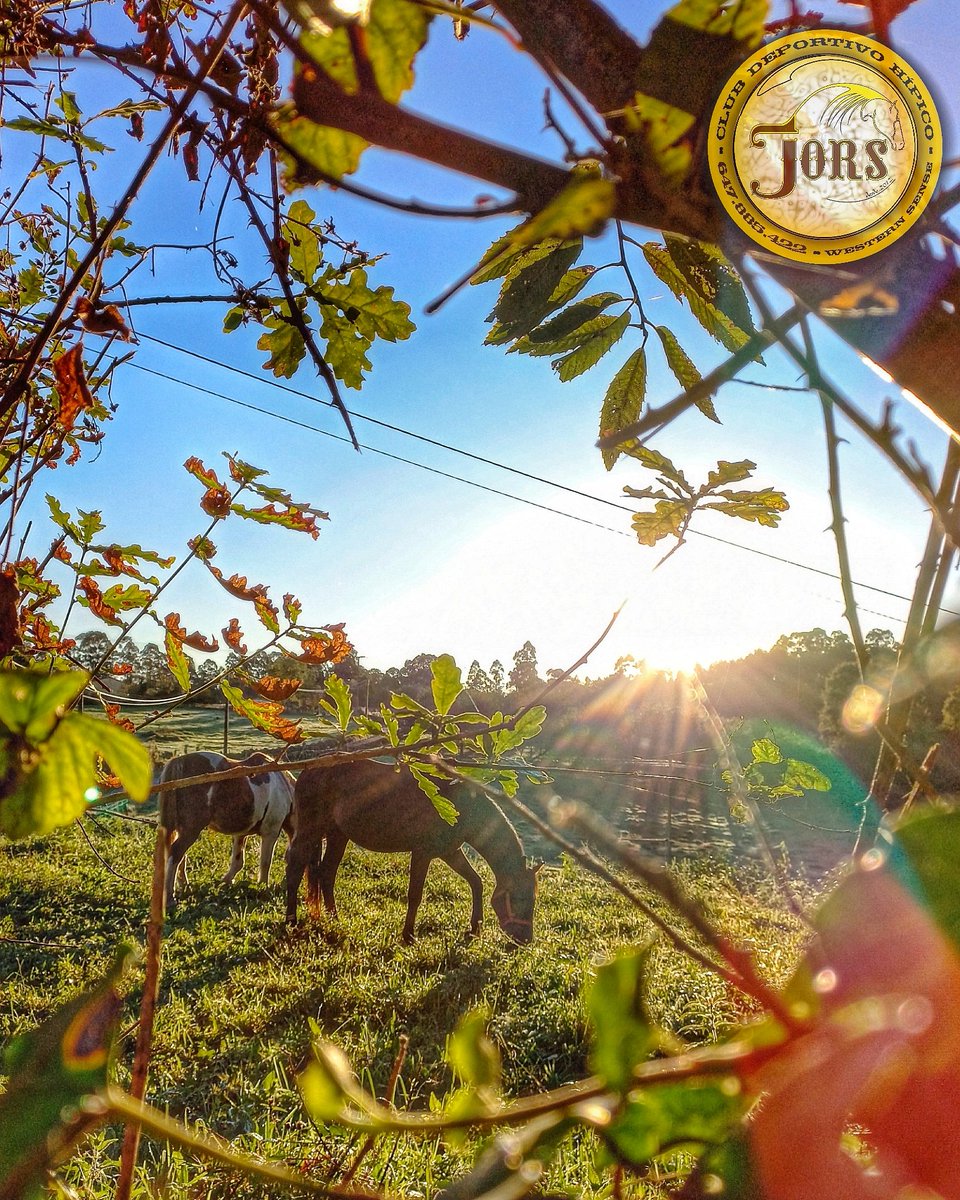 ClubJors's tweet photo. Pastos verdes, prados extensos con árboles en los que guarecerse y con los que rascarse.Agua abundante...En JORS los caballos es lo primero.
Para más info no dudes en contactarnos:
@ClubJors 647.885.422 hipicojors@gmail.com
Con la colaboración  de @janiwestern
#10thAniversaryJORS https://t.co/k5gFNWvtjB