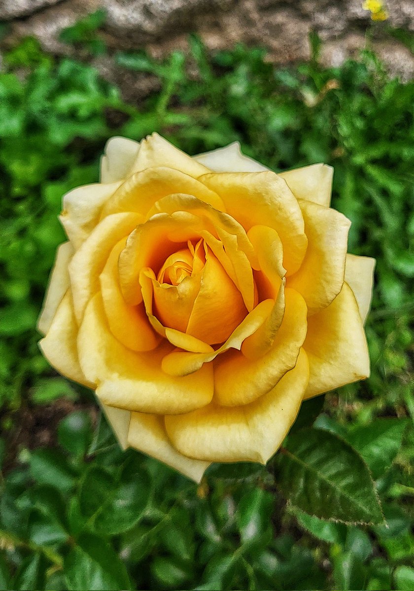 Alfredo_bcn's tweet photo. La imagen del día con el teléfono móvil: Rosa de jardín.
#alfredobcn #lafotodeldia #photooftheday #rosa #rose #flor #flower #naturaleza #NaturePhotography #nature https://t.co/LxcJdphtT3